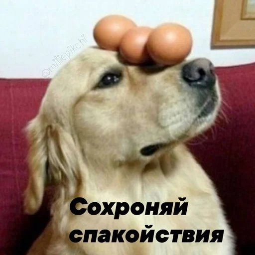 Стикер Милая псина @chirpani - 7