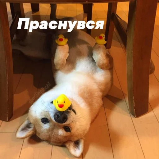 Стикер Милая псина @chirpani - 6