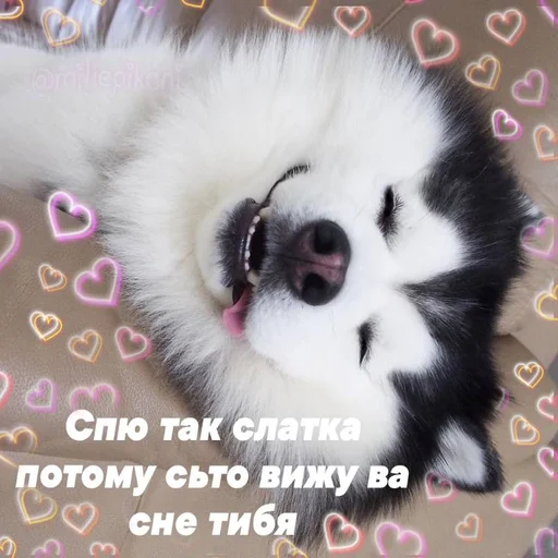 Стикер Милая псина @chirpani - 2