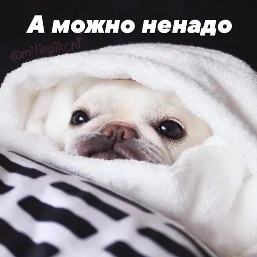 Стикер Милая псина @chirpani - 1