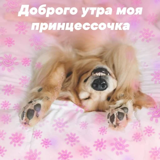 Стикер Милая псина @chirpani - 0