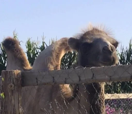 млекопитающее животное на открытом воздухе