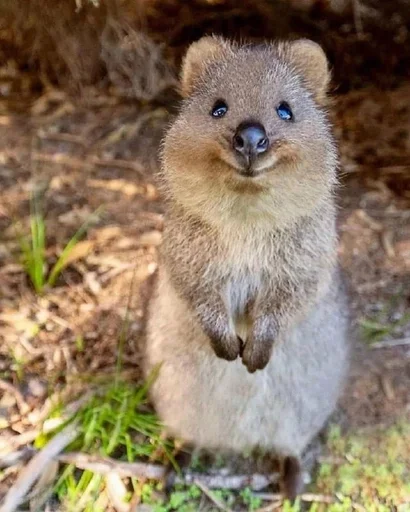 животное млекопитающее на открытом воздухе
