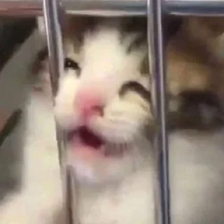 Sticker Котики @stickerytg - 1