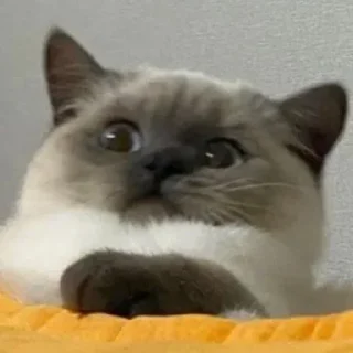 Sticker Котики @stickerytg - 11