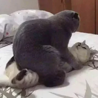 Sticker Котики @stickerytg - 4