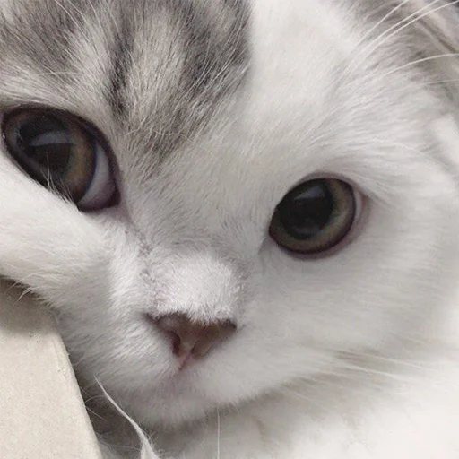 Стикер milostipack - 1