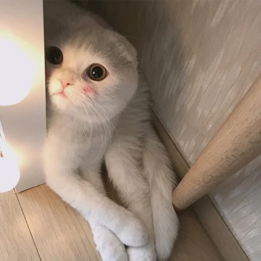 Милости пак :3 - 