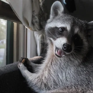 Sticker Милости пак :3 - 8