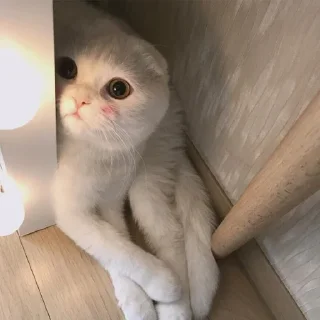 Sticker Милости пак :3 - 6