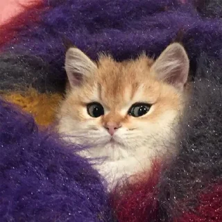 Sticker Милости пак :3 - 2