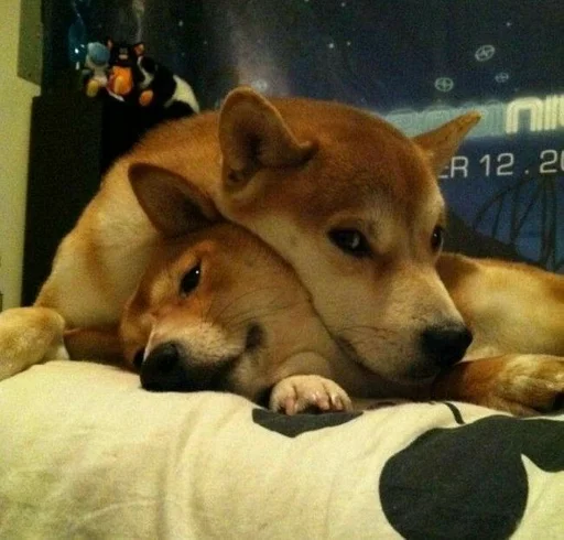 животное млекопитающее домашнее животное