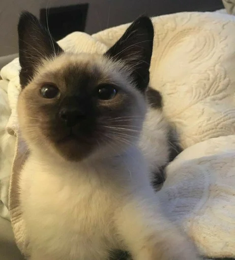 животное кошка млекопитающее