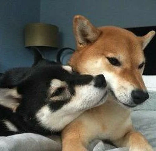 животное млекопитающее домашнее животное