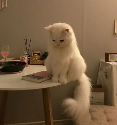 комнатный стена млекопитающее