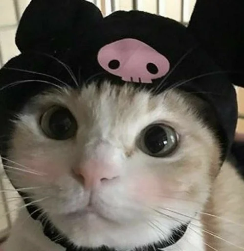 кошки малого и среднего размера кошачьи усы