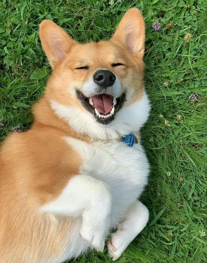 млекопитающее животное собака