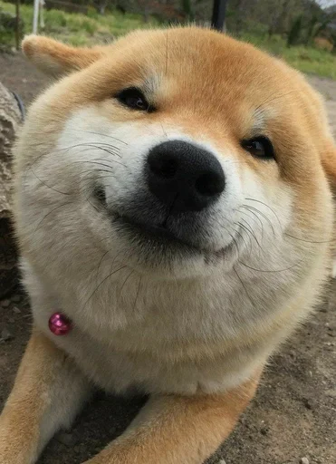 животное млекопитающее на открытом воздухе