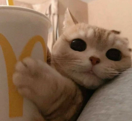 кошки малого и среднего размера комнатный кошачьи