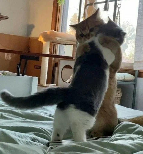 комнатный кошки малого и среднего размера домашняя кошка