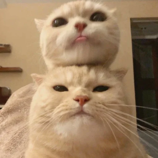 животное млекопитающее кошка