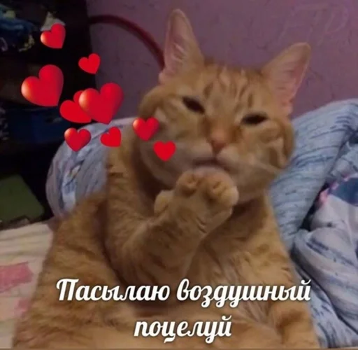 кошка животное млекопитающее