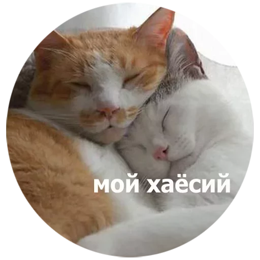 mammal animal domestic cat