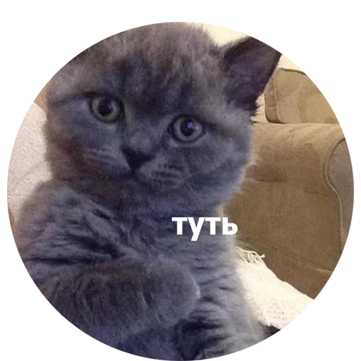 mammal animal small to medium-sized cats