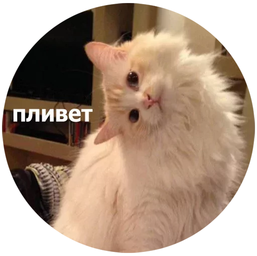 animal domestic cat mammal