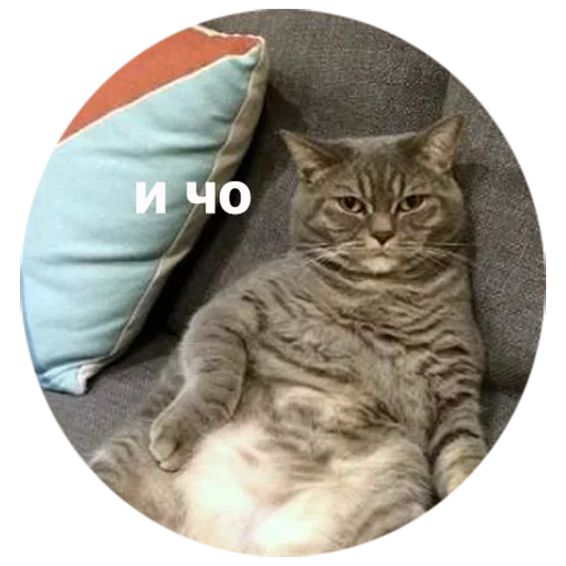 small to medium-sized cats felidae cat