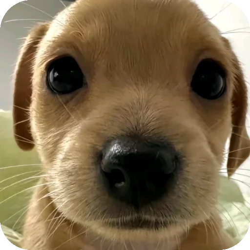 Sticker mimimi331 - 1