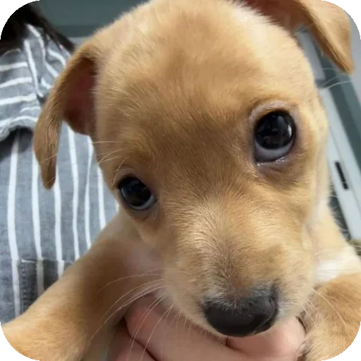 Sticker mimimi331 - 1