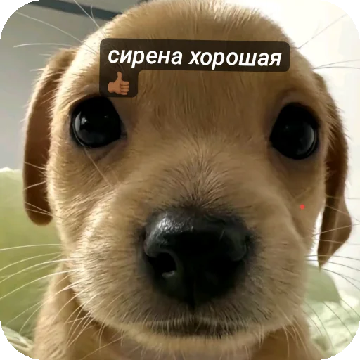 Sticker mimimi331 - 1