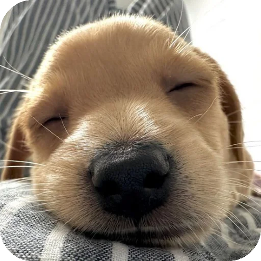 Sticker mimimi331 - 1