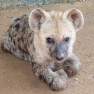 Sticker @mimzix mimzi_mix - 0