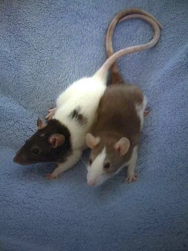 животное млекопитающее грызун