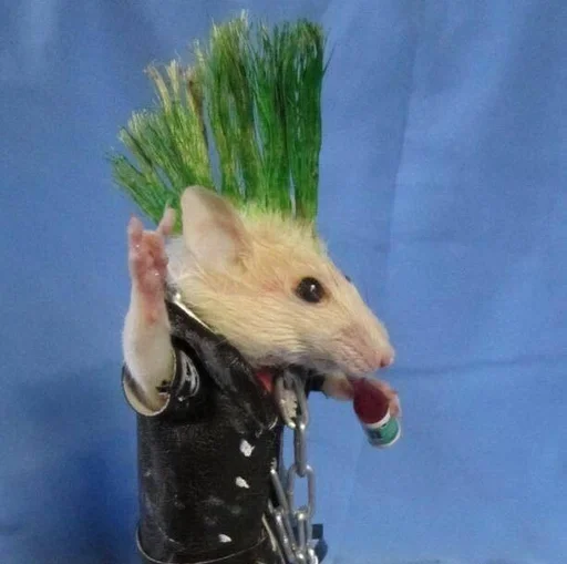 млекопитающее животное грызун