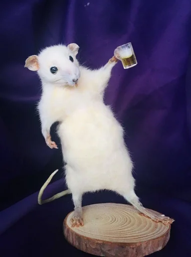 млекопитающее животное мышь