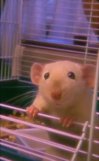 животное млекопитающее грызун