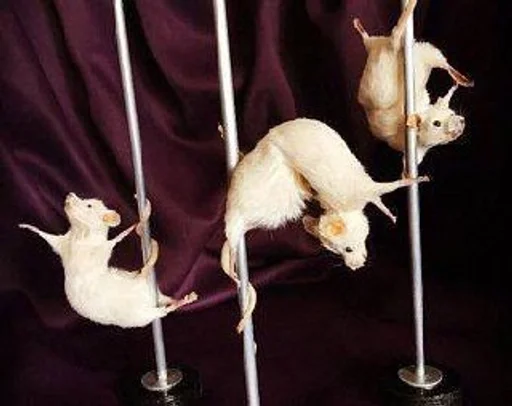 животное млекопитающее комнатный