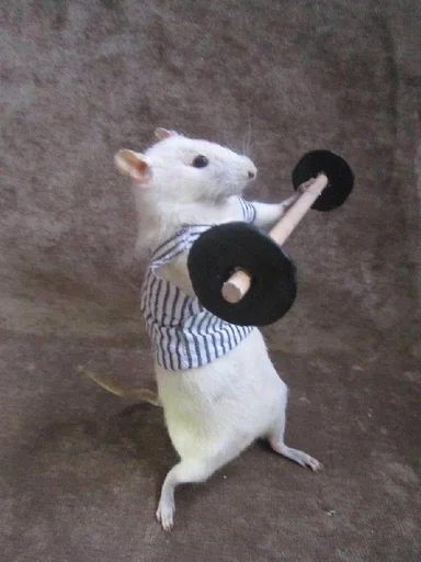 животное земля млекопитающее