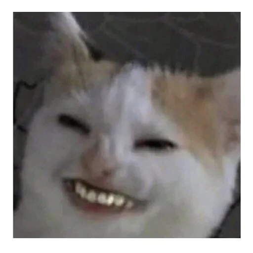 млекопитающее животное кошки малого и среднего размера