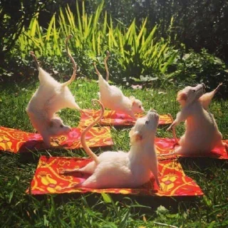 Sticker миндаль - 1