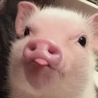 Sticker миндаль - 0