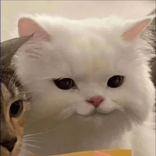 Sticker mine_norm_pak - 1