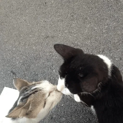 Стикер mine_norm_pak - 1