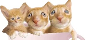 Sticker MiniCats - 4