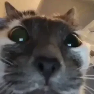 Sticker mini cats @anime4_arts - 1