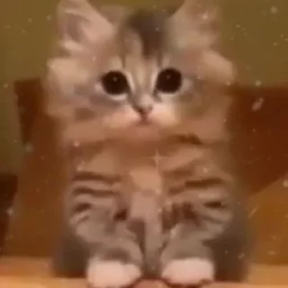 Sticker mini cats @anime4_arts - 8