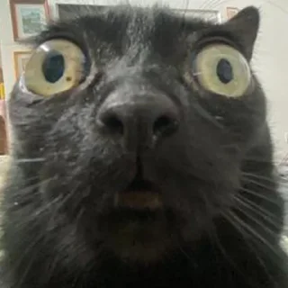 Sticker mini cats @anime4_arts - 5